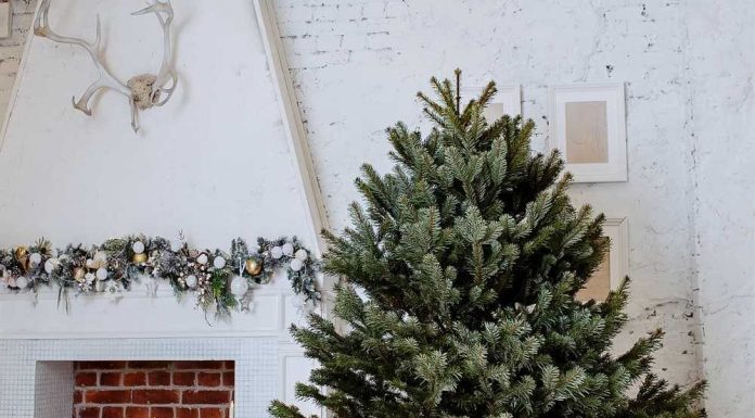 Пихта: совершенное растение для новогоднего настроения