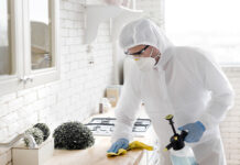 Дезинсекция от пауков: методы, особенности, эффективность