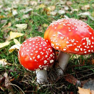 Лечебные свойства мухоморов