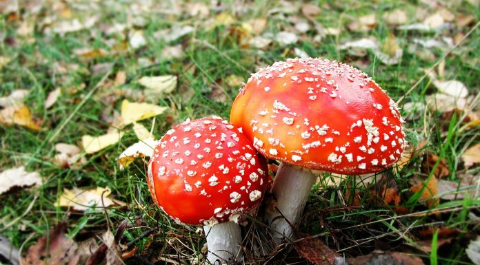 Лечебные свойства мухоморов