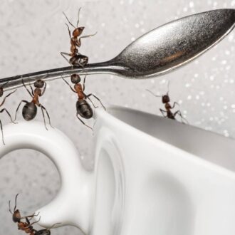 Муравьи в доме – что делать?