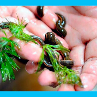 Гирудотерапия при бесплодии: помогут ли пиявки забеременеть