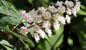 Конский каштан: свойства, противопоказания, читать, скачать | Азбука здоровья