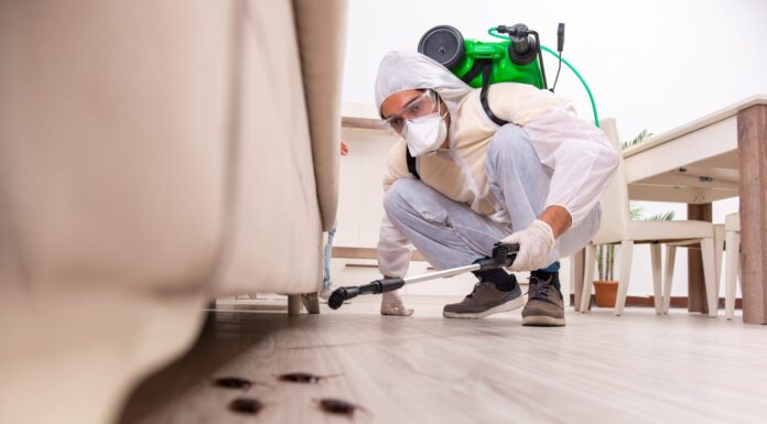 Компании по борьбе с вредителями лучше всего справляются с их уничтожением