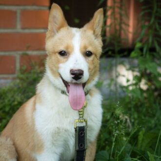 Приют животных: как помочь и найти друга на всю жизнь