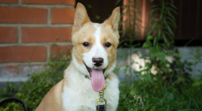 Приют животных: как помочь и найти друга на всю жизнь