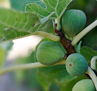 Инжир с молоком от бесплодия