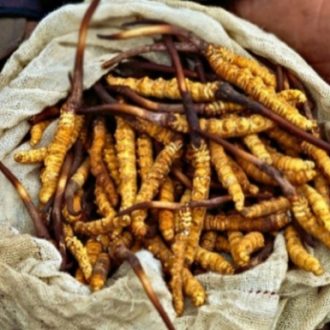 Чем полезен кордицепс?