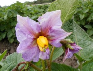 Качество семян картофеля: подготовка к весеннему сезону посадки