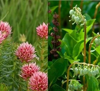 Красная щетка и боровая матка: совместное применение, рецепты