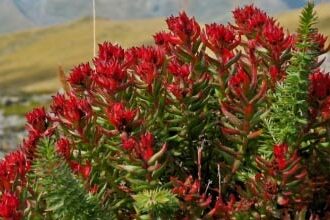 Красная щетка при бесплодии: лучшие рецепты отваров и настоек