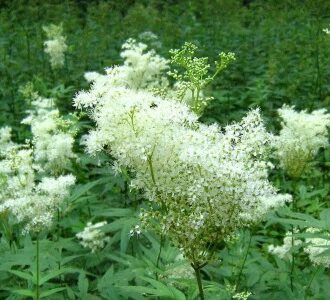 Лабазник Вязолистный При Бесплодии