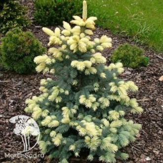 Хвойные растения: особенности, виды и уход