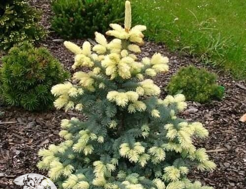 Хвойные растения: особенности, виды и уход