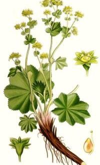 Манжетка трава применение при бесплодии