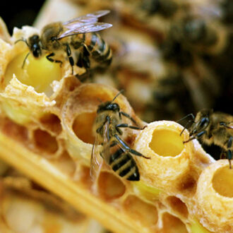Маточное молочко при беременности и бесплодии: польза, прием