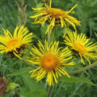 Девясил при бесплодии: действие, противопоказания