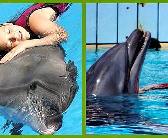 Дельфин помогают от бесплодия