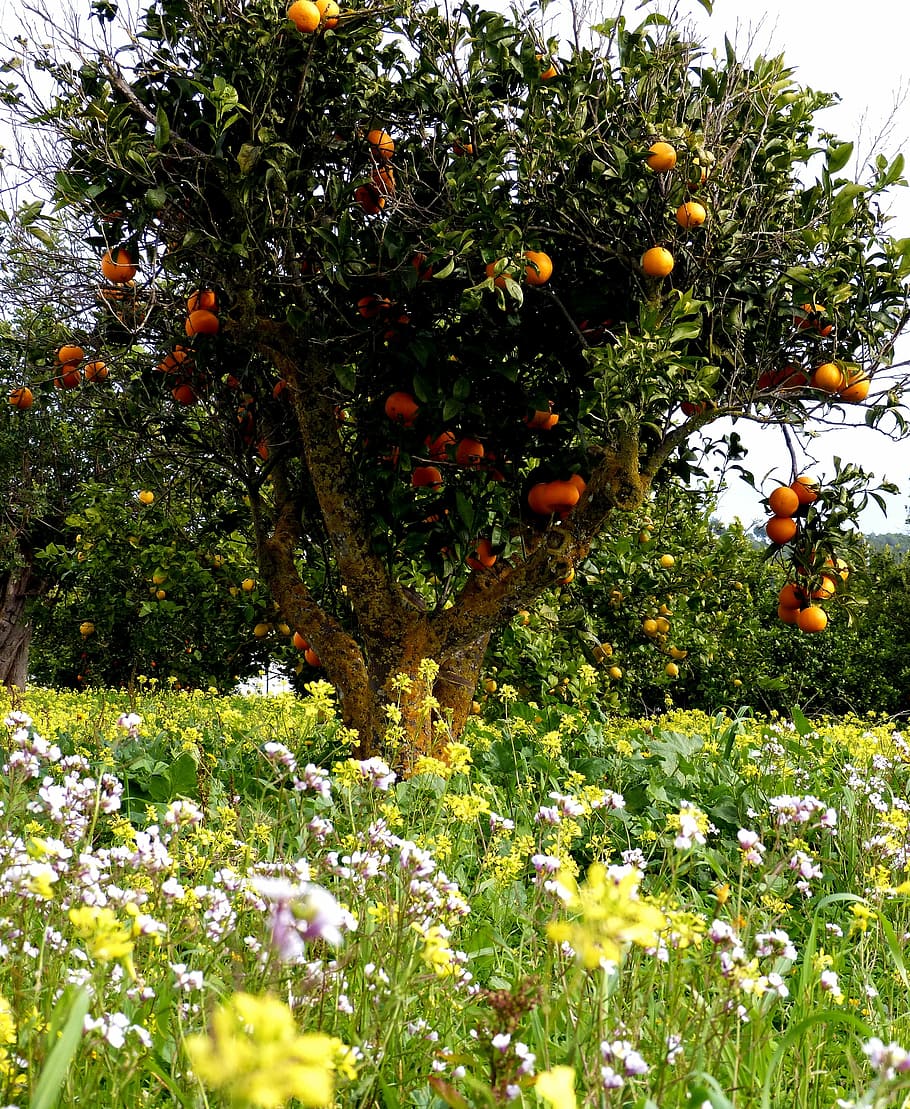 Выбор саженцев фруктовых деревьев: где приобрести хорошие саженцы фруктовых деревьев и на что обратить внимание при их выборе