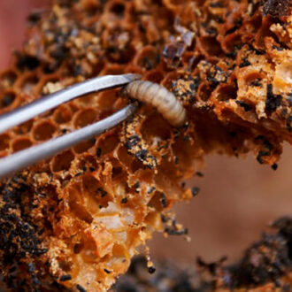 Восковая моль: лечение, настойка, свойства экстракта