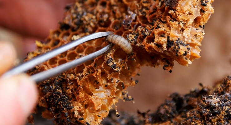 Восковая моль: лечение, настойка, свойства экстракта