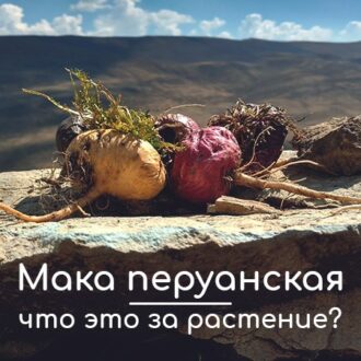 Мака перуанская: что это, применение для женщин и мужчин, противопоказания