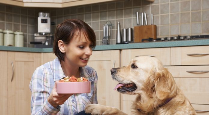 Корм для собак: что учесть при покупке?