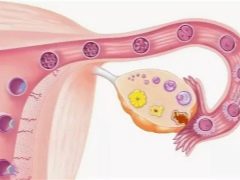 Сколько фолликулов должно быть в яичнике? Их количество в норме по дням цикла для зачатия, как увеличить их число
