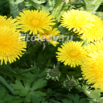 О травах при бесплодии