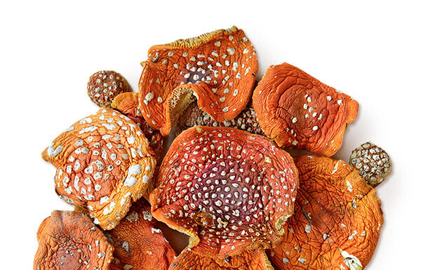 Польза красного мухомора: удивительные свойства гриба