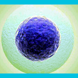 Яйцеклетка не созревает: почему и что делать