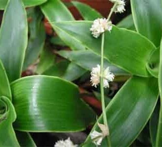 Настойка золотого уса на водке при бесплодии