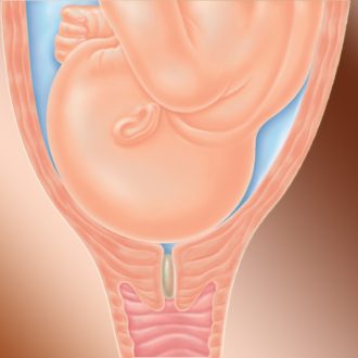 Размер шейки матки при беременности по неделям