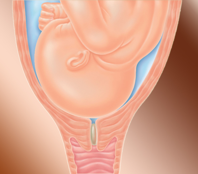 Размер шейки матки при беременности по неделям
